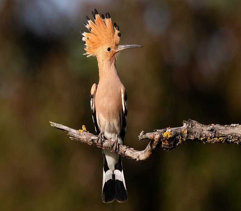 Crested Woodland Bird